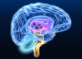 Πρωτοποριακή μέθοδος για τη μελέτη νευροεκφυλιστικών νόσων