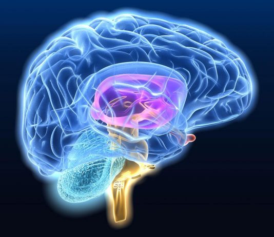 Πρωτοποριακή μέθοδος για τη μελέτη νευροεκφυλιστικών νόσων